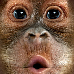 Baby Orangutan Big Face Men's T-Shirt