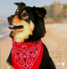 Bandanas - Light Purple Paisley Bandanna Dog