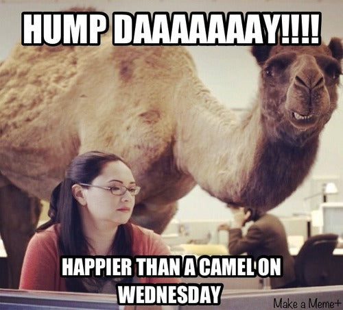 Bewild Guess What Day It Is? Camel Hump Day Men's T-Shirt