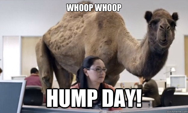 Camel Hump Day Guess What Adult Hoodie