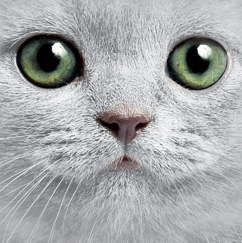 Green Eyes Cat Big Face Men's T-Shirt