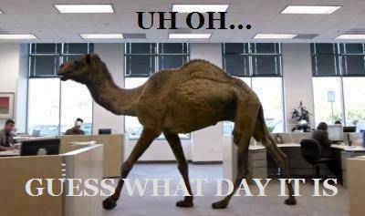 Hump Day Camel Girl's T- Shirt
