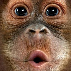 Kid's Baby Orangutan Big Face T-Shirt