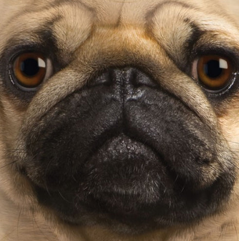 Pug Big Face Men's T-Shirt