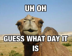 Bewild Guess What Day It Is? Camel Hump Day Men's T-Shirt