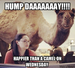 Bewild Guess What Day It Is? Camel Hump Day Men's T-Shirt