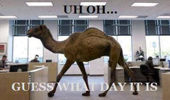 Hump Day Camel Men's T- Shirt